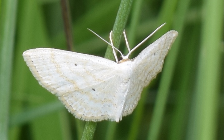 Scopula immutata (Geometridae)